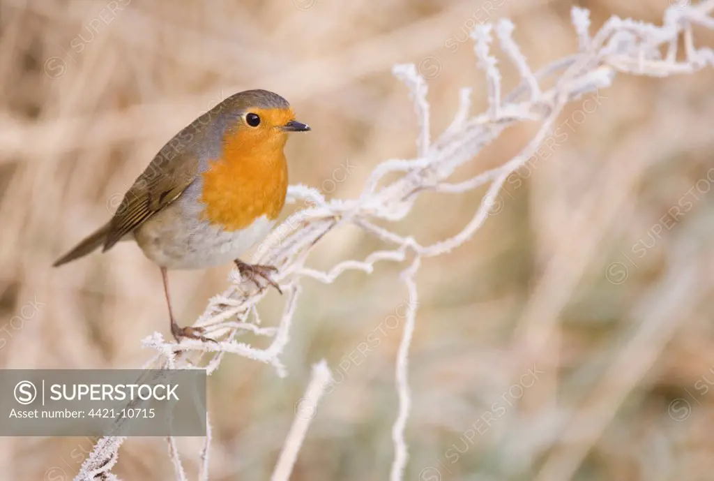 European Robin (Erithacus rubecula) adult, perched on frost covered stems, Scotland, january
