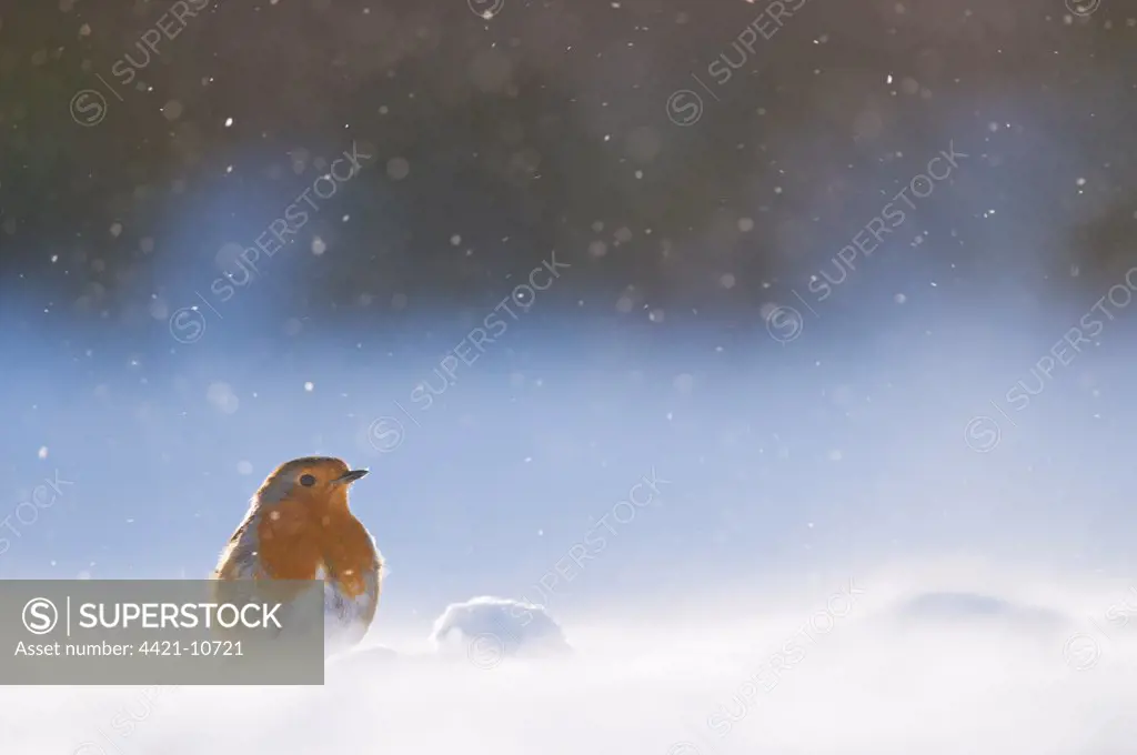 European Robin(Erithacus rubecula) adult, standing on snow covered ground in windblown snow, Derbyshire, England, january