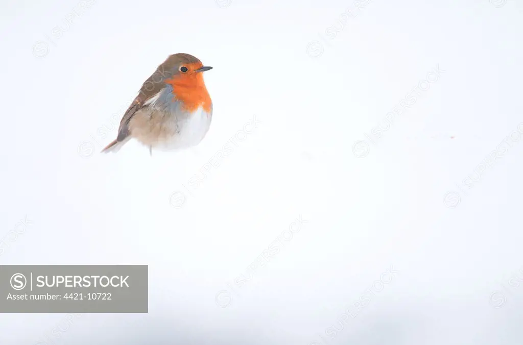 European Robin (Erithacus rubecula) adult, standing on snow covered ground, Derbyshire, England, january