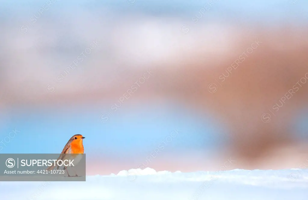 European Robin (Erithacus rubecula) adult, standing on snow covered ground, Derbyshire, England, january