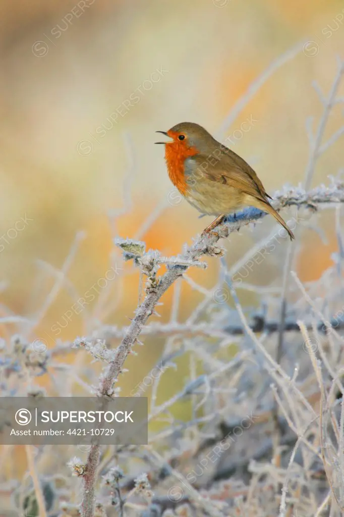 European Robin (Erithacus rubecula) adult, singing, perched on frost covered bramble, Suffolk, England, february