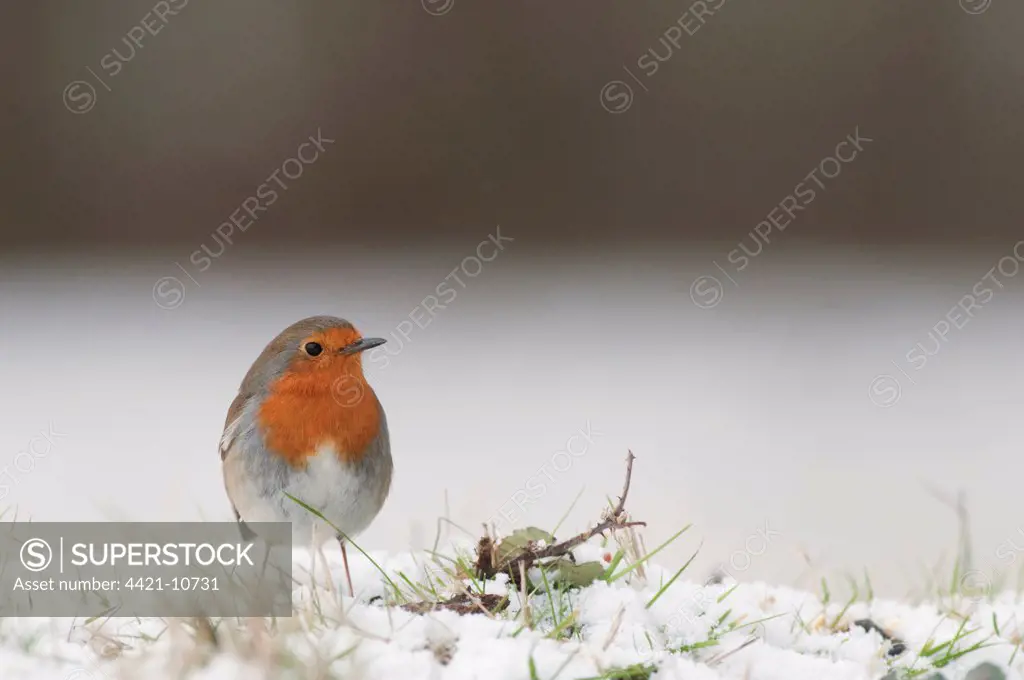 European Robin (Erithacus rubecula) adult, standing in snow, Kent, England, winter