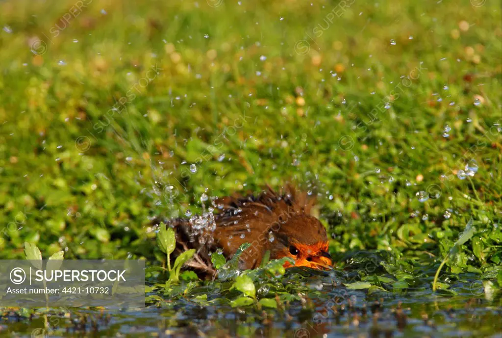 European Robin (Erithacus rubecula) adult, bathing in pool, Norfolk, England, september
