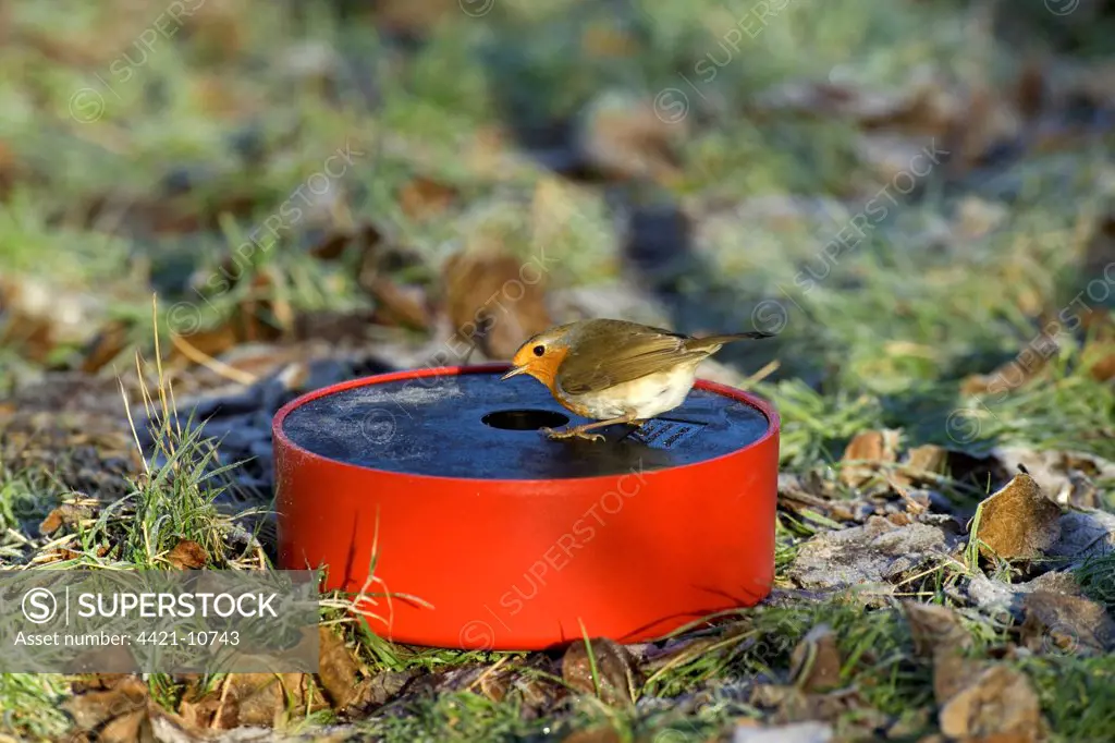 European Robin (Erithacus rubecula) adult, drinking at drinker in garden, England, winter