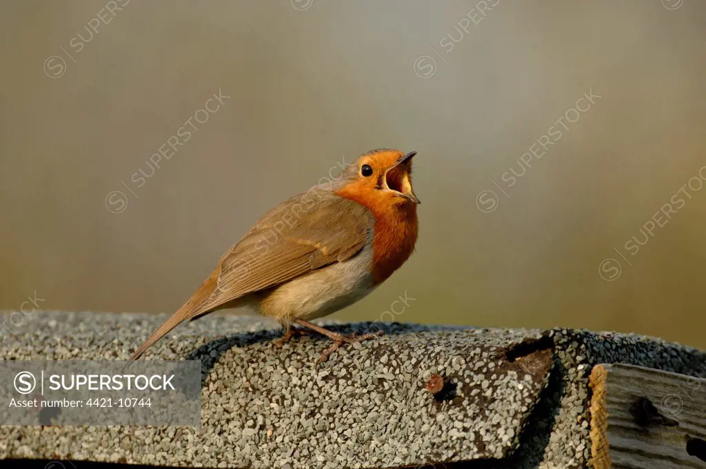 European Robin (Erithacus rubecula) adult, singing, standing on roof of garden shed, Kent, England, april