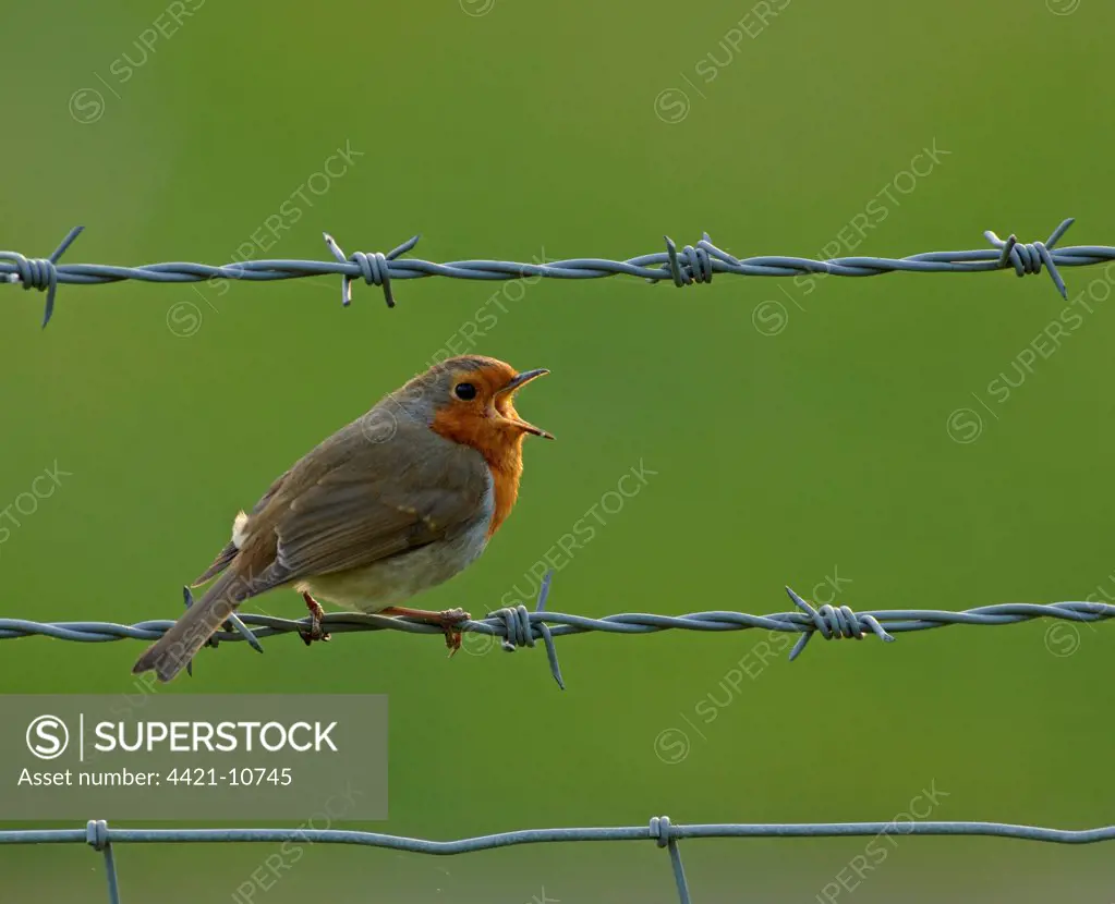 European Robin (Erithacus rubecula) adult, singing, perched on barbed wire fence, Kent, England, april