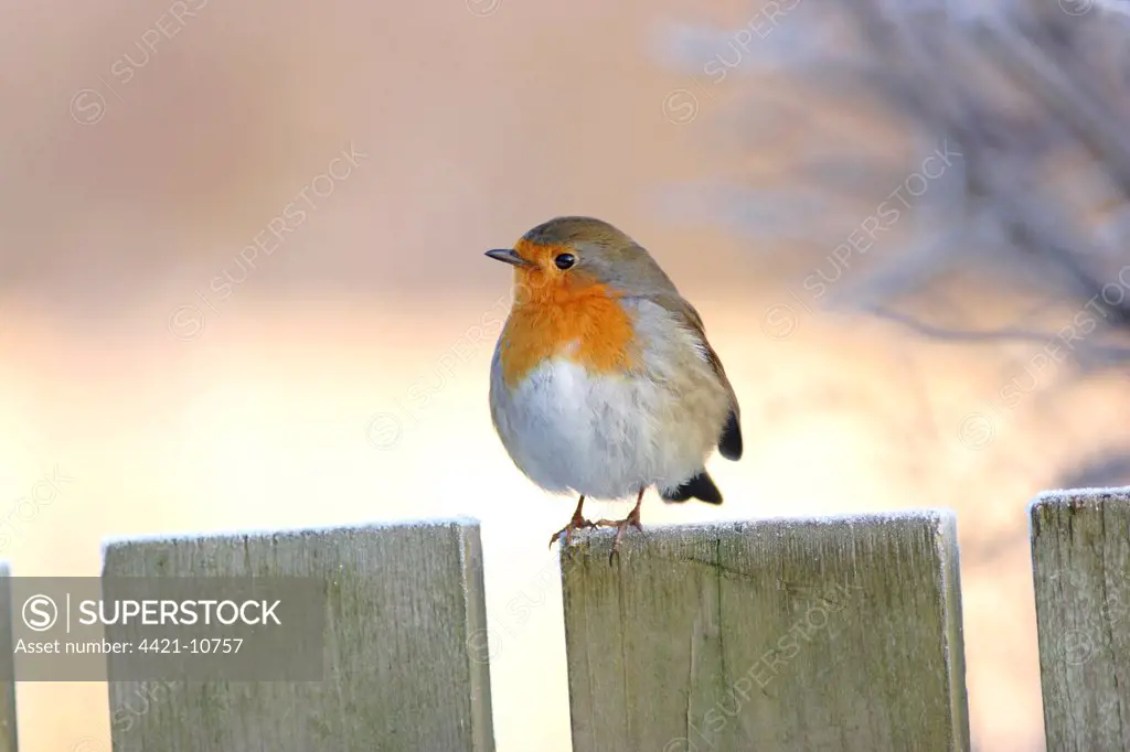 European Robin (Erithacus rubecula) adult, perched on frost covered fence, Yorkshire, England, december