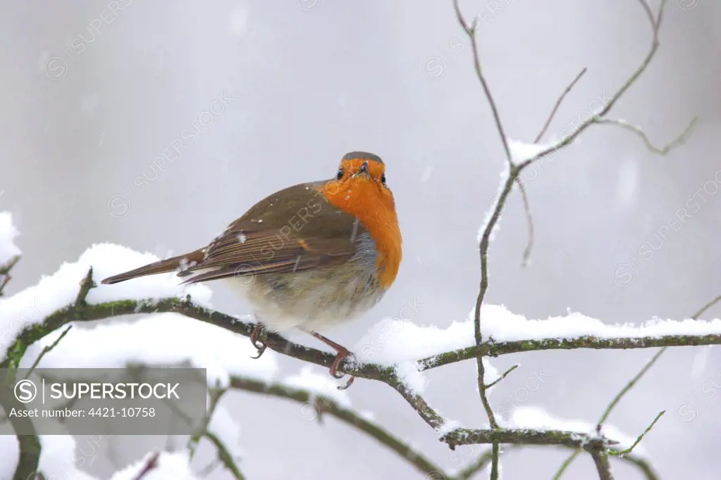 European Robin (Erithacus rubecula) adult, perched on snow covered twig during snowfall, Yorkshire, England, december