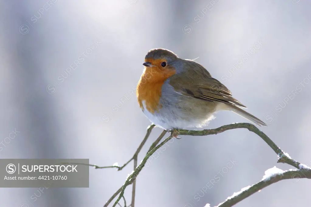 European Robin (Erithacus rubecula) adult, perched on twig in snow, Yorkshire, England, december