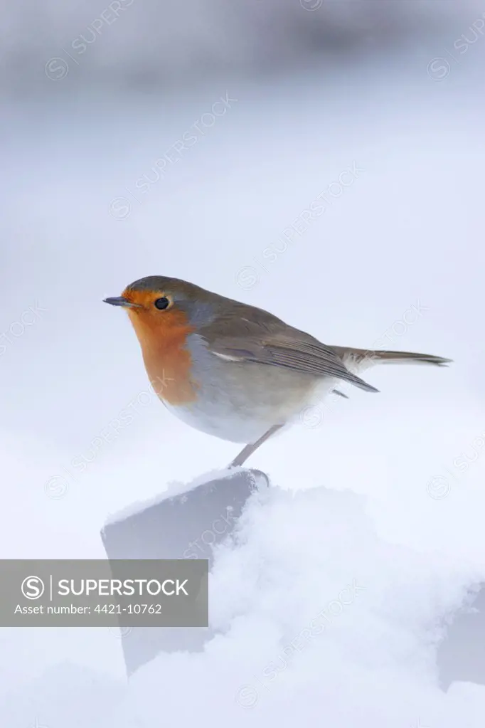 European Robin (Erithacus rubecula) adult, standing in heavy snow, Yorkshire, England, january