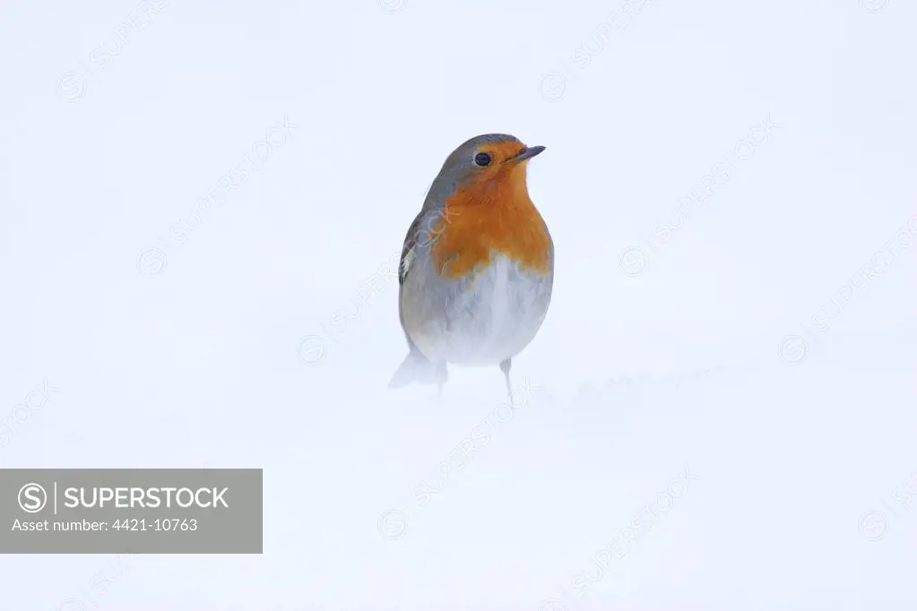 European Robin (Erithacus rubecula) adult, standing in heavy snow, Yorkshire, England, january