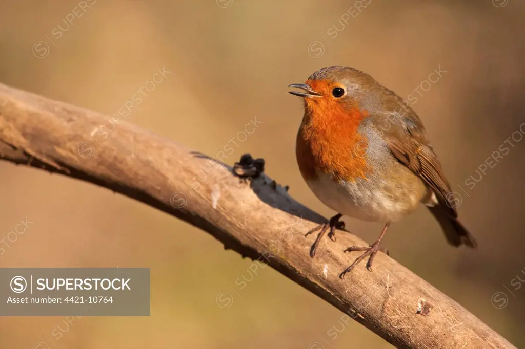European Robin (Erithacus rubecula) adult, singing, perched on branch, Norfolk, England, february
