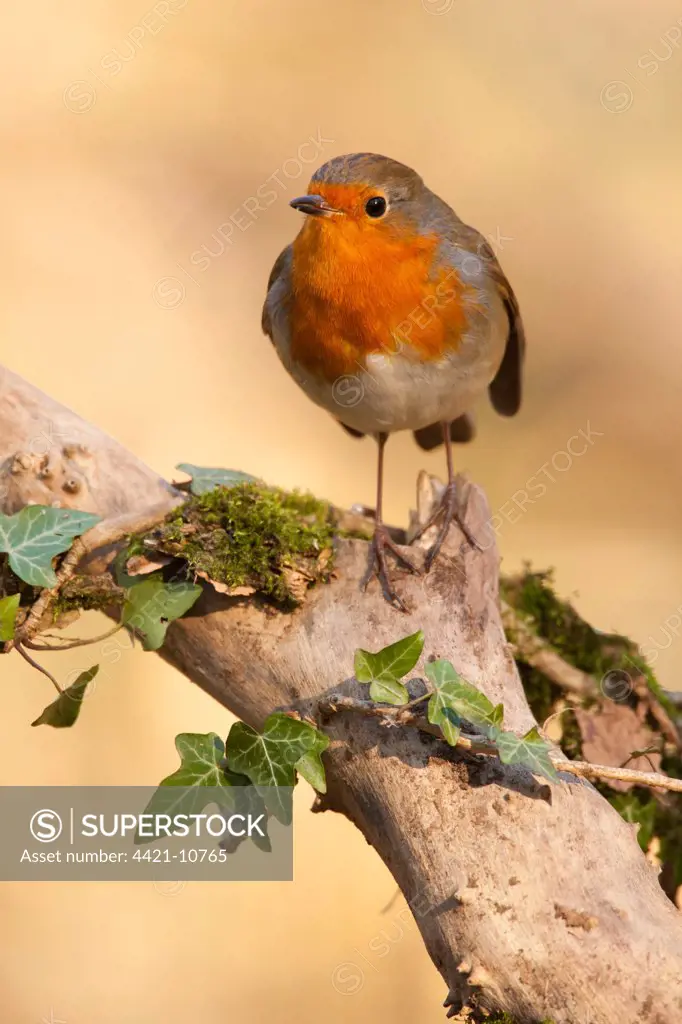 European Robin (Erithacus rubecula) adult, perched on branch with ivy, Norfolk, England, february