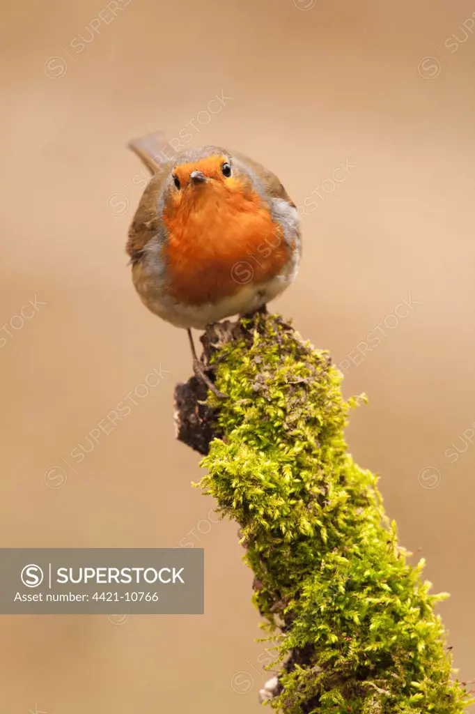 European Robin (Erithacus rubecula) adult, perched on moss covered branch, Norfolk, England, february