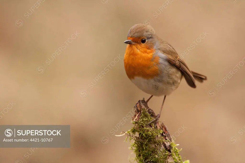 European Robin (Erithacus rubecula) adult, perched on branch, Norfolk, England, february