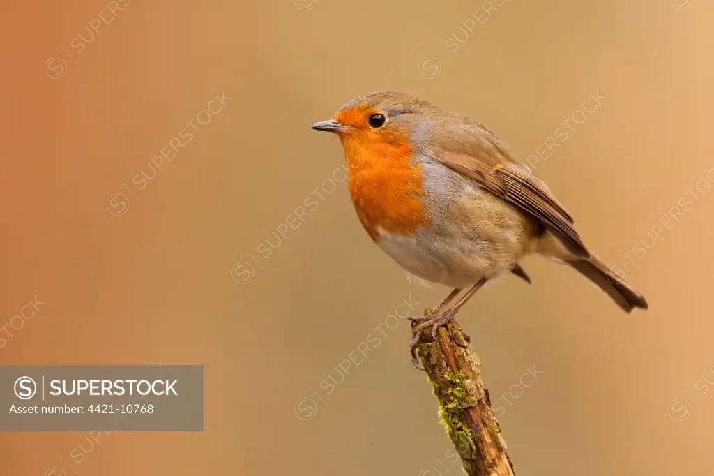European Robin (Erithacus rubecula) adult, perched on stick, Norfolk, England, february