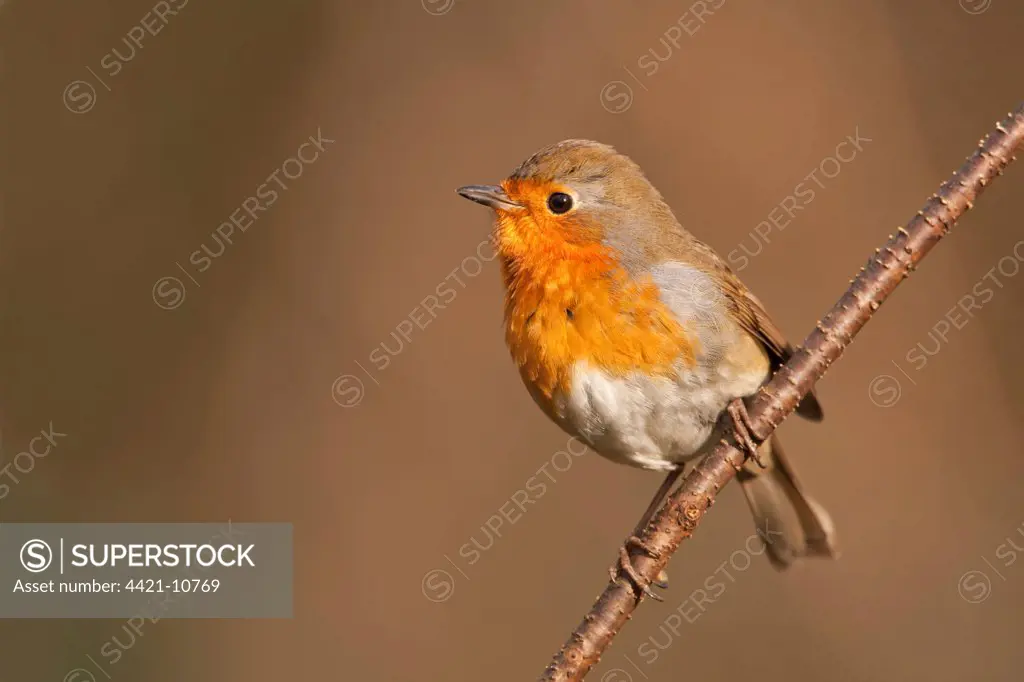 European Robin (Erithacus rubecula) adult, perched on branch, Norfolk, England, february