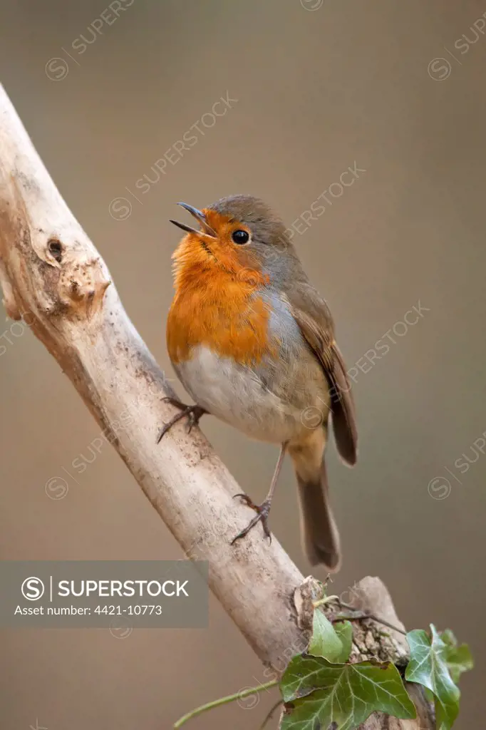 European Robin (Erithacus rubecula) adult, singing, perched on branch, Norfolk, England, february