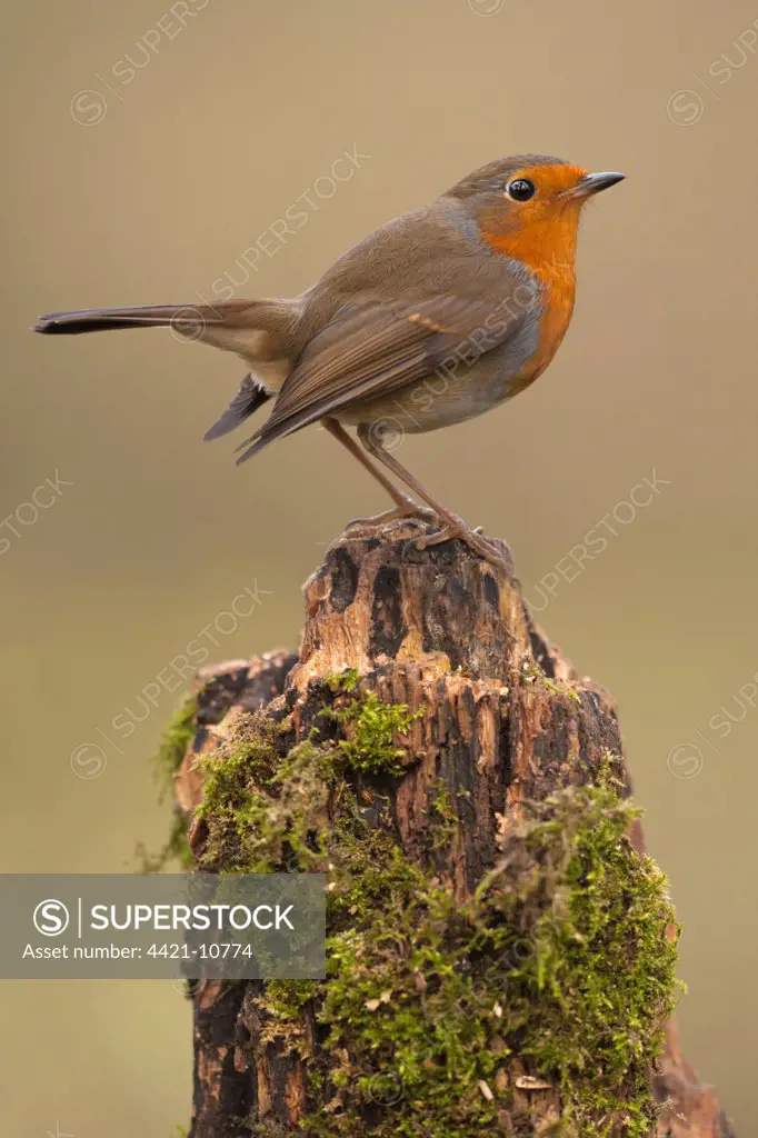 European Robin (Erithacus rubecula) adult, perched on moss covered stump, Norfolk, England, december
