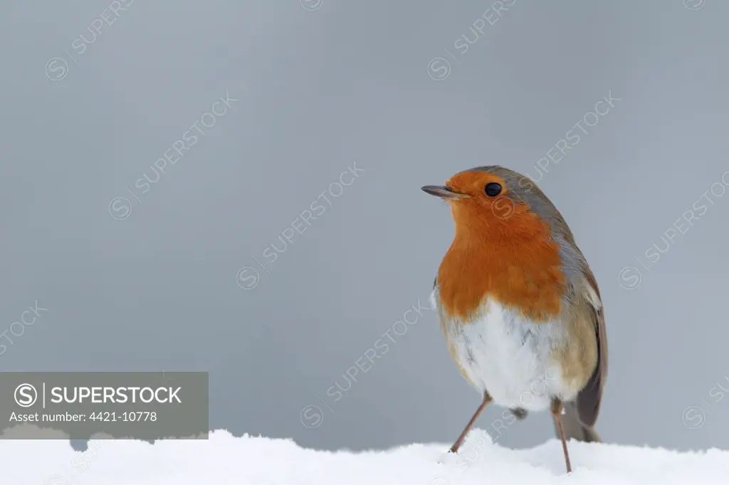 European Robin (Erithacus rubecula) adult, standing in snow, Shropshire, England, winter