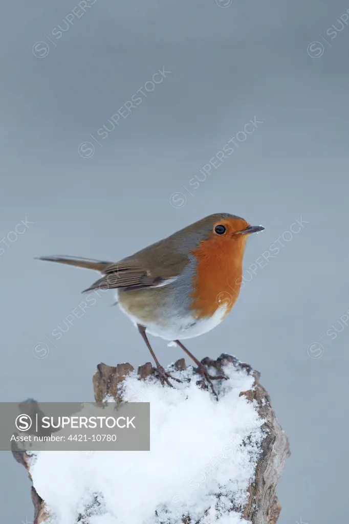 European Robin (Erithacus rubecula) adult, perched on snow covered stump, Shropshire, England, winter
