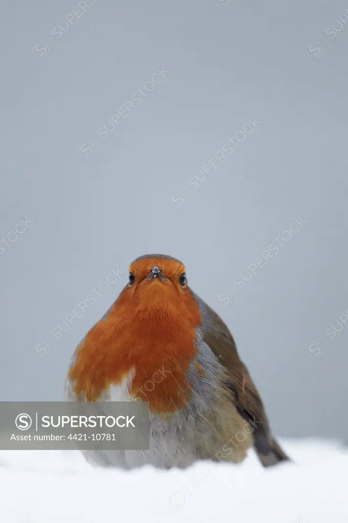 European Robin (Erithacus rubecula) adult, standing in snow, Shropshire, England, winter