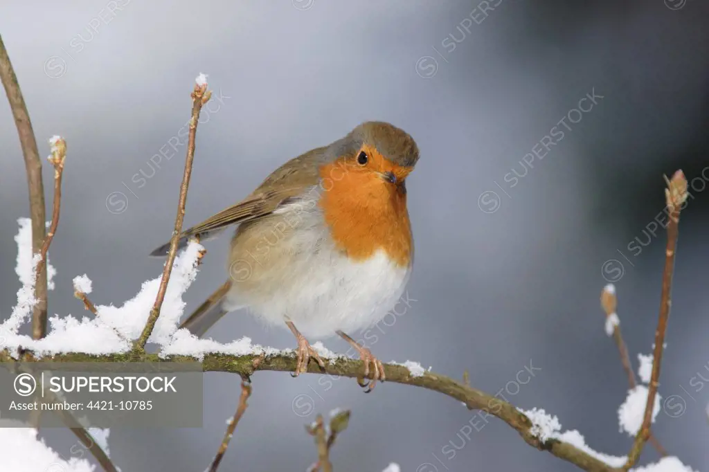 European Robin (Erithacus rubecula) adult, perched on snow covered twig, Yorkshire, England, december