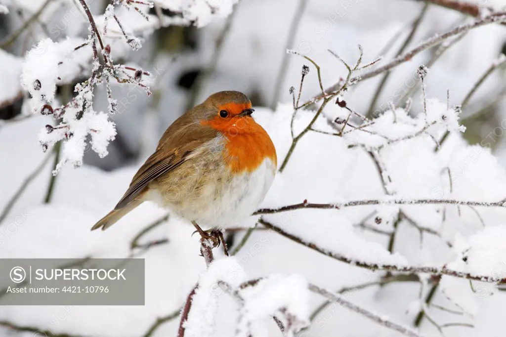 European Robin (Erithacus rubecula) adult, perched on snow covered twig, West Midlands, England, december