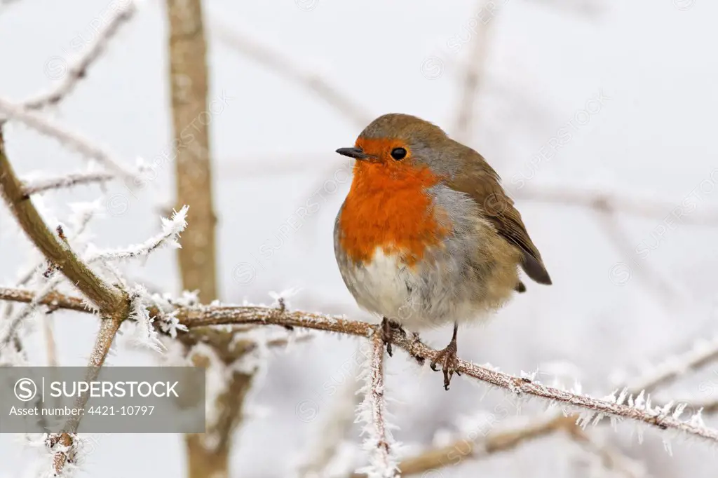 European Robin (Erithacus rubecula) adult, perched on frost covered twig, West Midlands, England, december