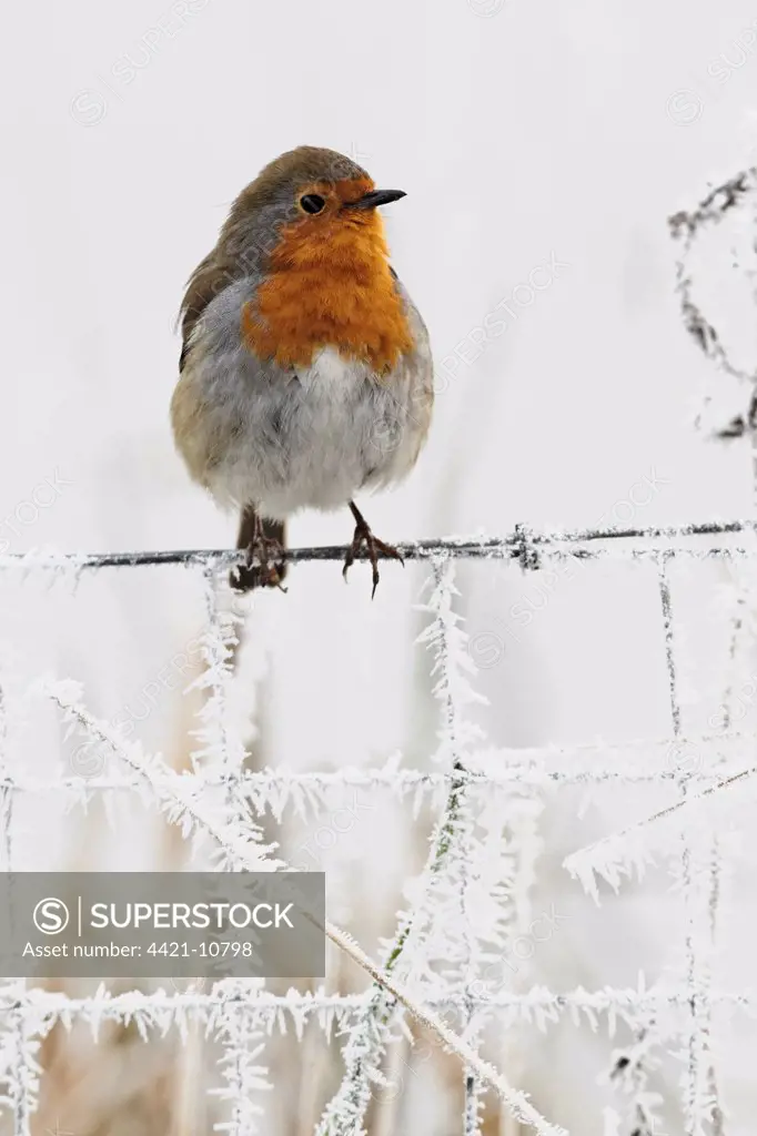 European Robin (Erithacus rubecula) adult, perched on frost covered wire fence, West Midlands, England, december
