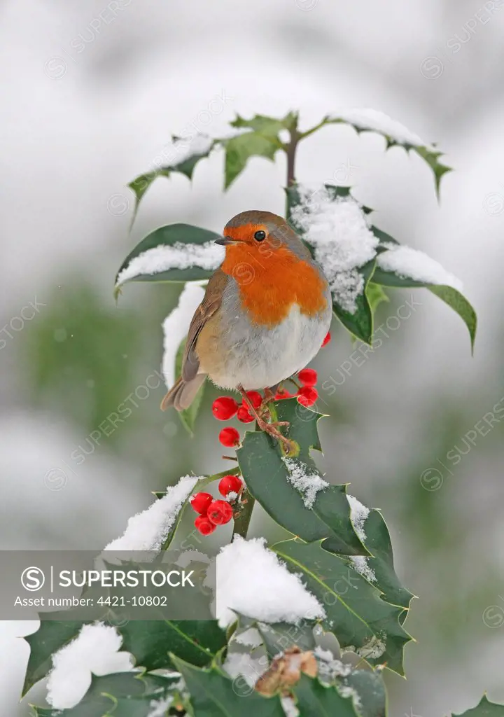European Robin (Erithacus rubecula) adult, perched on snow covered European Holly (Ilex aquifolium) with berries, Washington, West Sussex, England, december