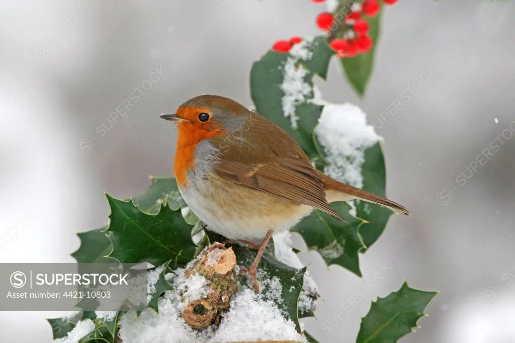European Robin (Erithacus rubecula) adult, perched on snow covered European Holly (Ilex aquifolium) with berries, Washington, West Sussex, England, december