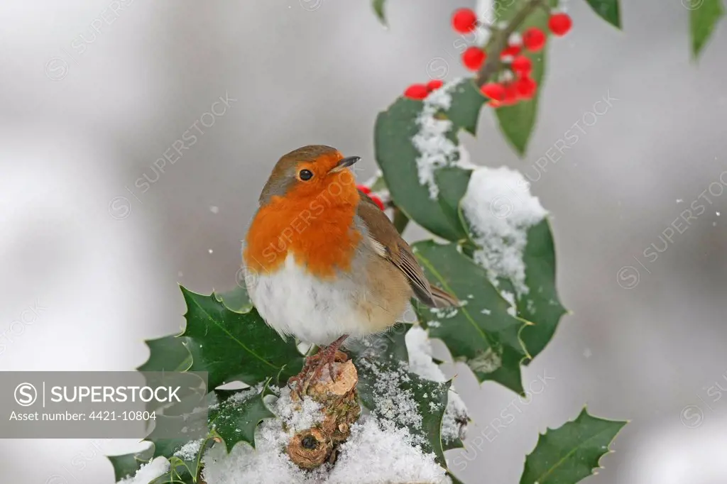 European Robin (Erithacus rubecula) adult, perched on snow covered European Holly (Ilex aquifolium) with berries, Washington, West Sussex, England, december