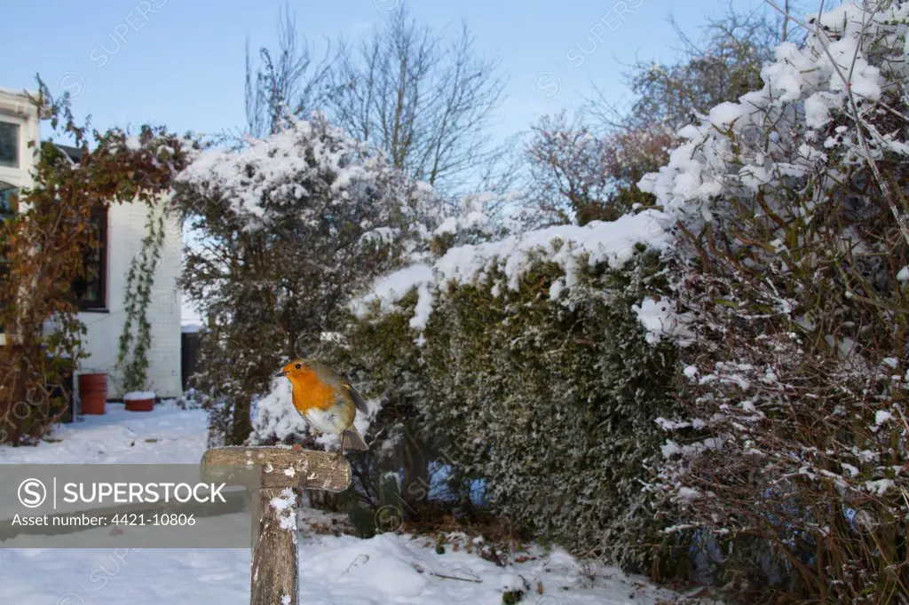 European Robin (Erithacus rubecula) adult, perched on tool handle in snow covered garden habitat, Shropshire, England, november