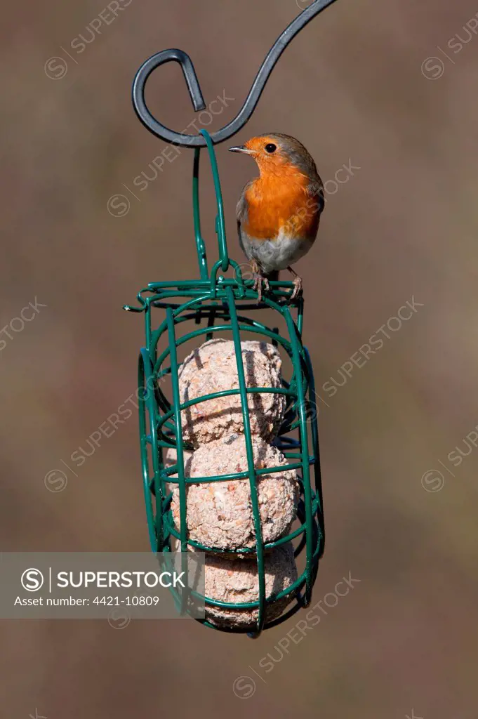 European Robin (Erithacus rubecula) adult, perched on hanging fat ball birdfeeder, Norfolk, England, january