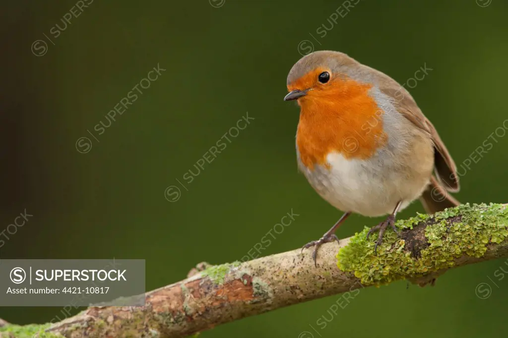 European Robin (Erithacus rubecula) adult, perched on branch, Norfolk, England, january
