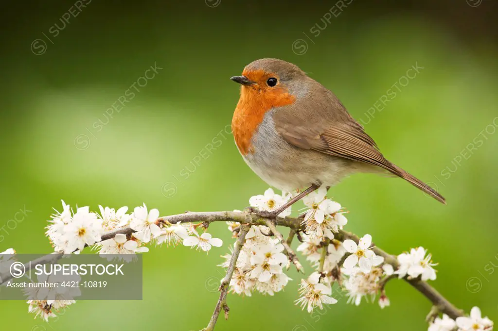 European Robin (Erithacus rubecula) adult, perched on twig with blossom, Norfolk, England, april