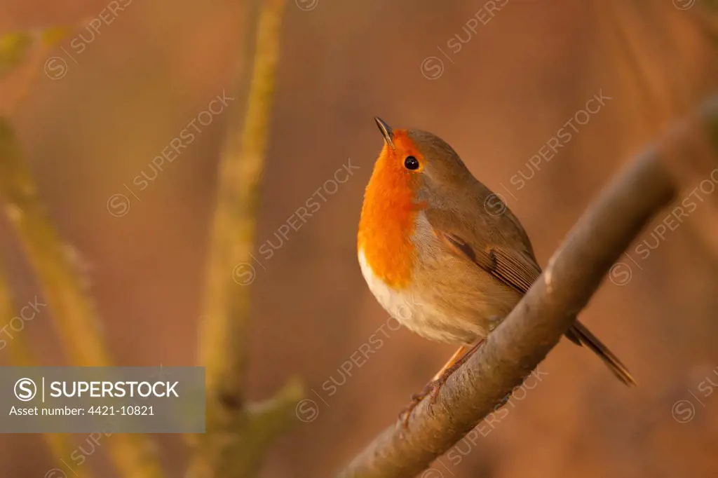 European Robin (Erithacus rubecula) adult, perched on branch, Norfolk, England, december