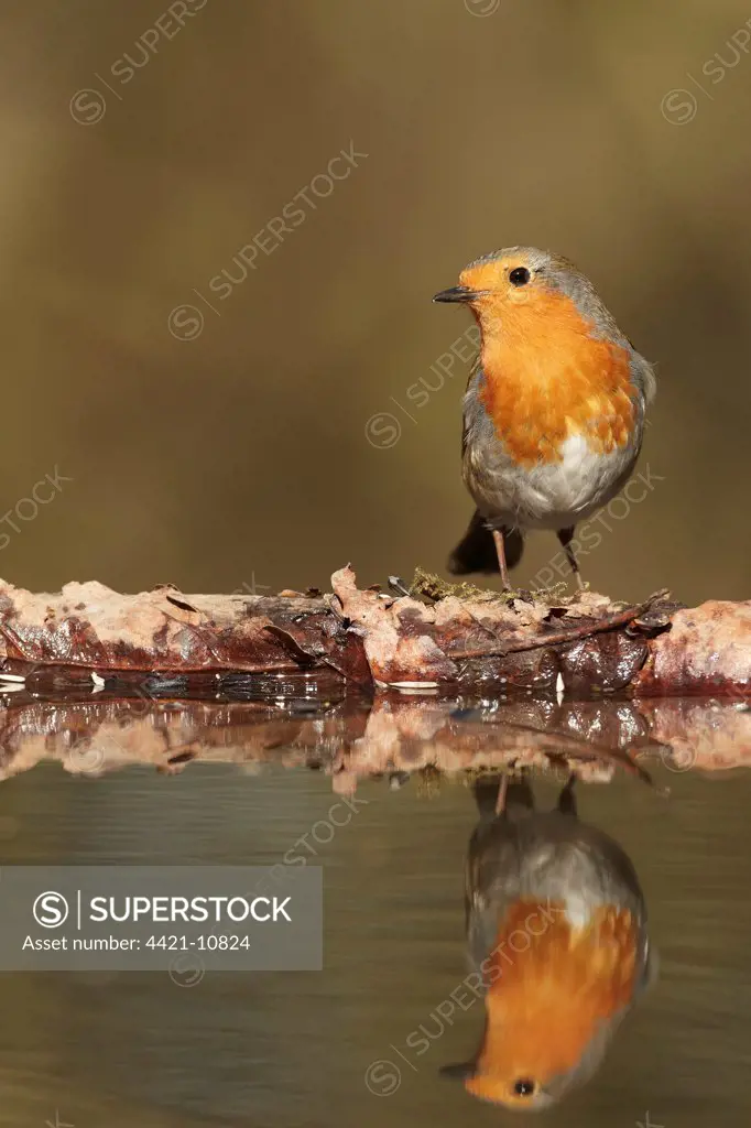 European Robin (Erithacus rubecula) adult, with reflection in woodland pool, South Yorkshire, England, march