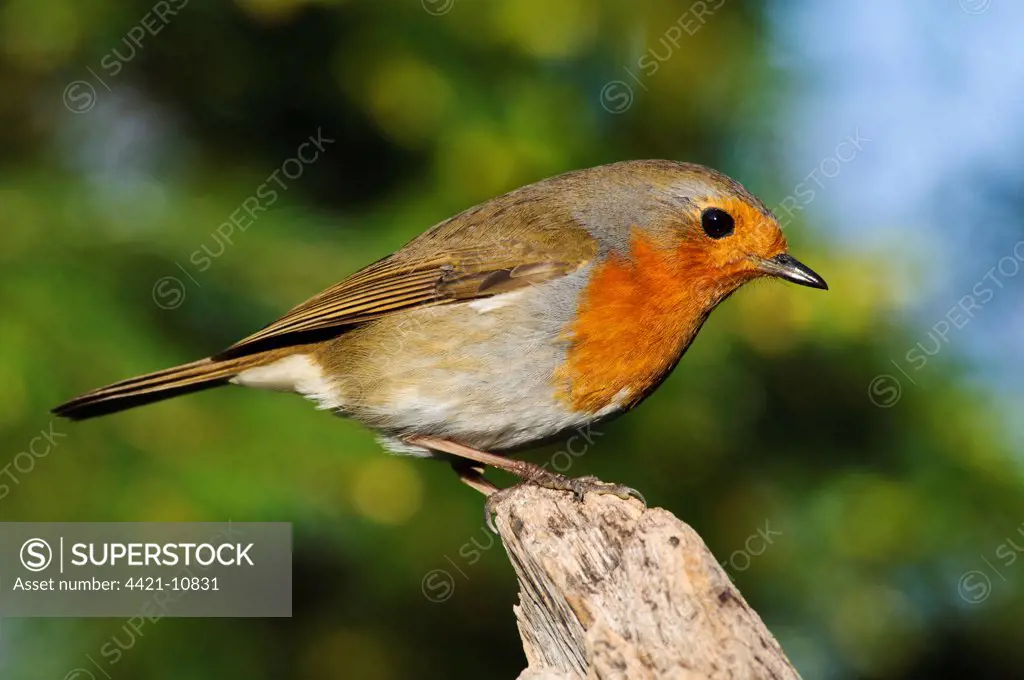 European Robin (Erithacus rubecula) adult, perched on broken branch, Hale, Cumbria, England, april