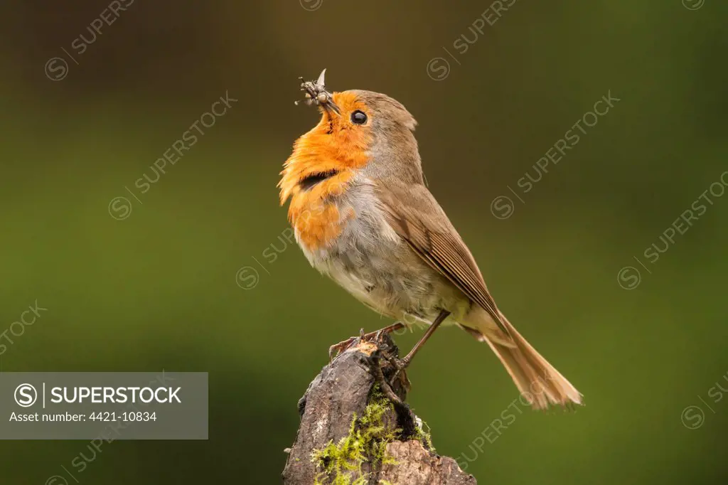 European Robin (Erithacus rubecula) adult, posturing with insects in beak, perched on stump, Norfolk, England, may
