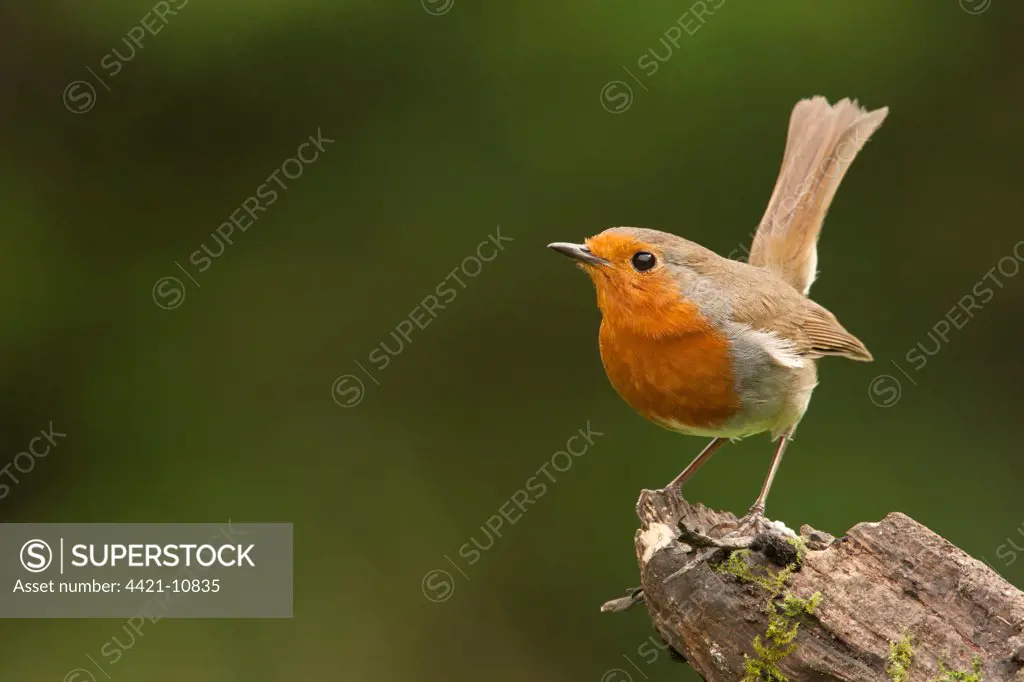 European Robin (Erithacus rubecula) adult, posturing with tail cocked, perched on stump, Norfolk, England, may