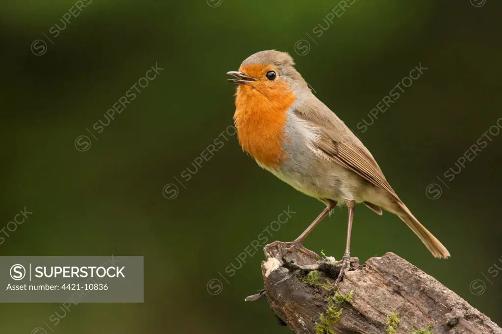 European Robin (Erithacus rubecula) adult, singing, perched on stump, Norfolk, England, may