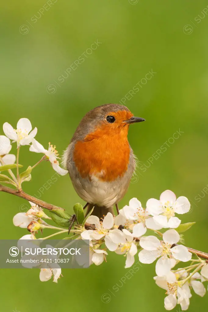 European Robin (Erithacus rubecula) adult, perched on twig with blossom, Norfolk, England, may