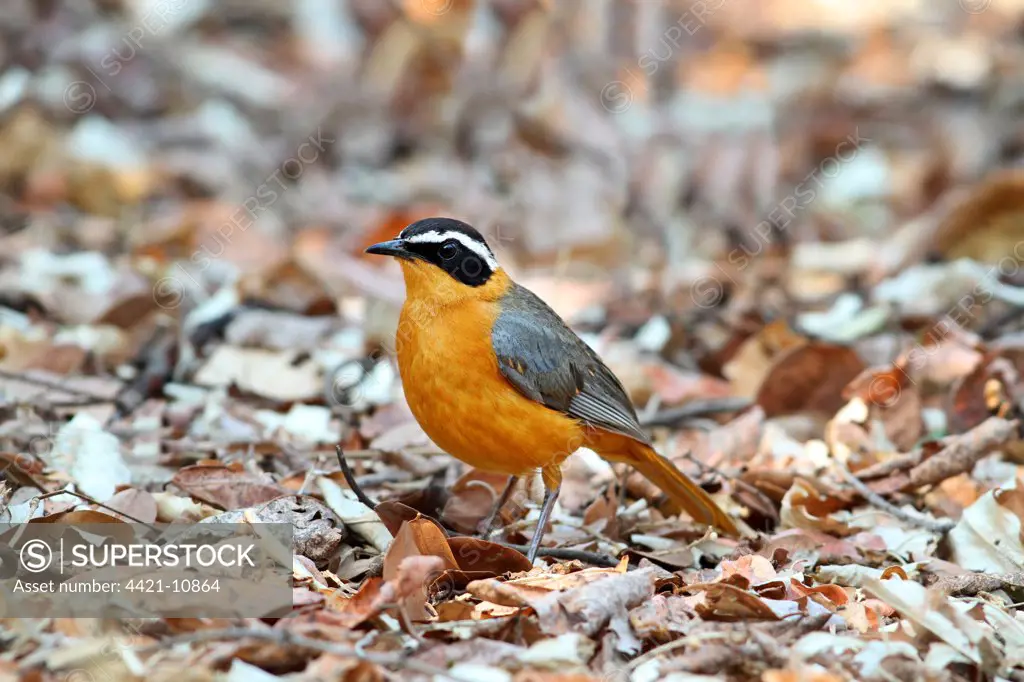 White-browed Robin-chat (Cossypha heuglini) adult, standing amongst leaf litter, Chobe N.P., Botswana