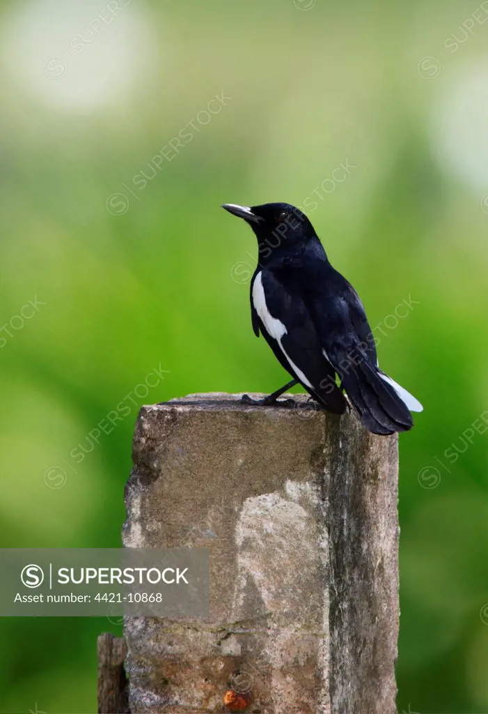 Oriental Magpie-robin (Copsychus saularis adamsi) endemic subspecies, adult male, perched on concrete post, Sabah, Borneo, Malaysia, january
