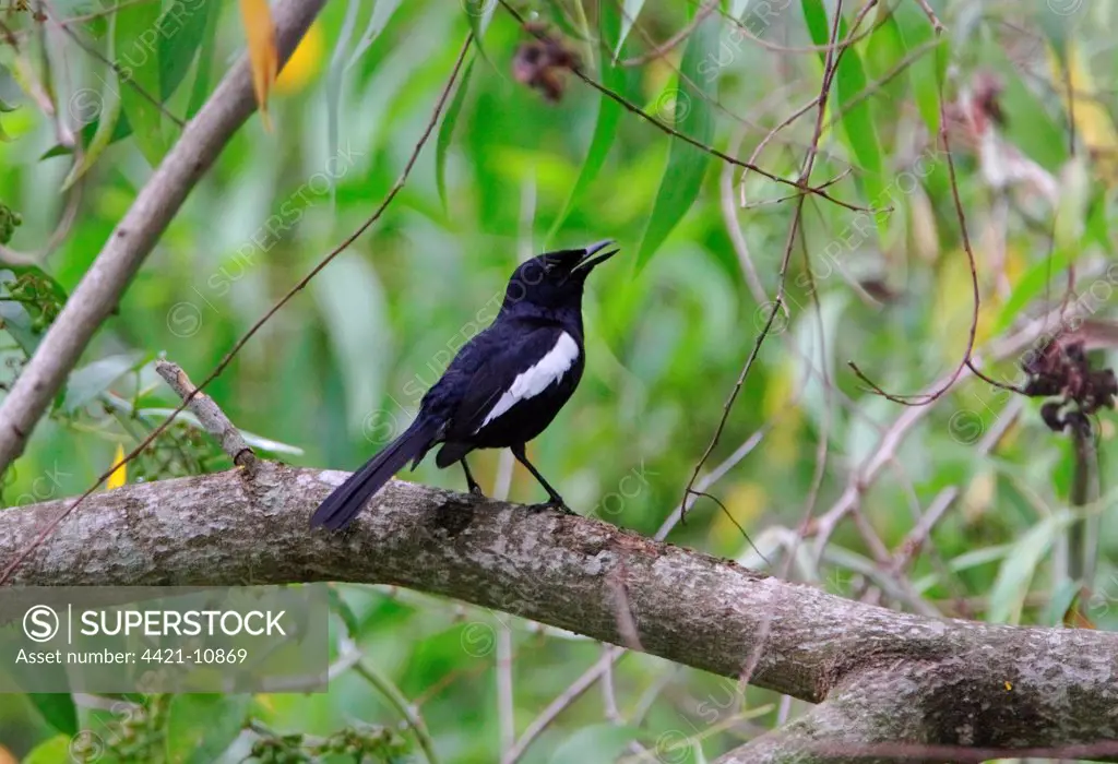 Oriental Magpie-robin (Copsychus saularis adamsi) endemic subspecies, adult male, singing, perched on fallen branch, Sabah, Borneo, Malaysia, january