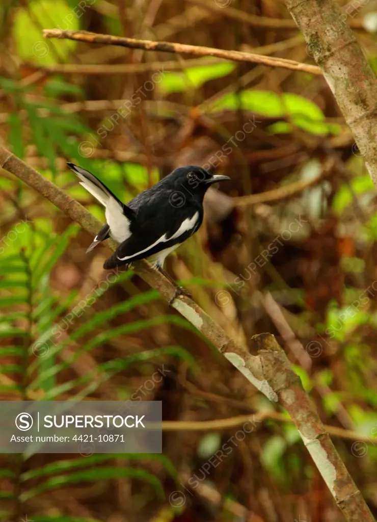Oriental Magpie-robin (Copsychus saularis ceylonensis) adult male, with tail cocked, perched on branch, Sri Lanka, december