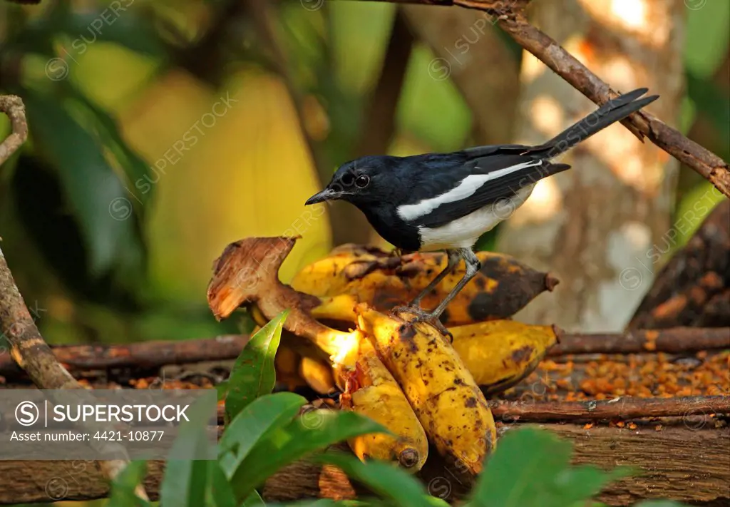 Oriental Magpie-robin (Copsychus saularis erimelas) adult male, feeding on bananas at birdtable, Kaeng Krachan N.P., Thailand, november