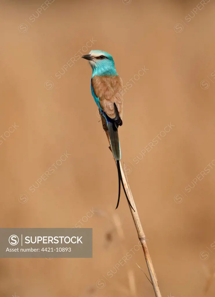 Abyssinian Roller (Coracias abyssinica) adult, perched on cereal stem, Senegal, january